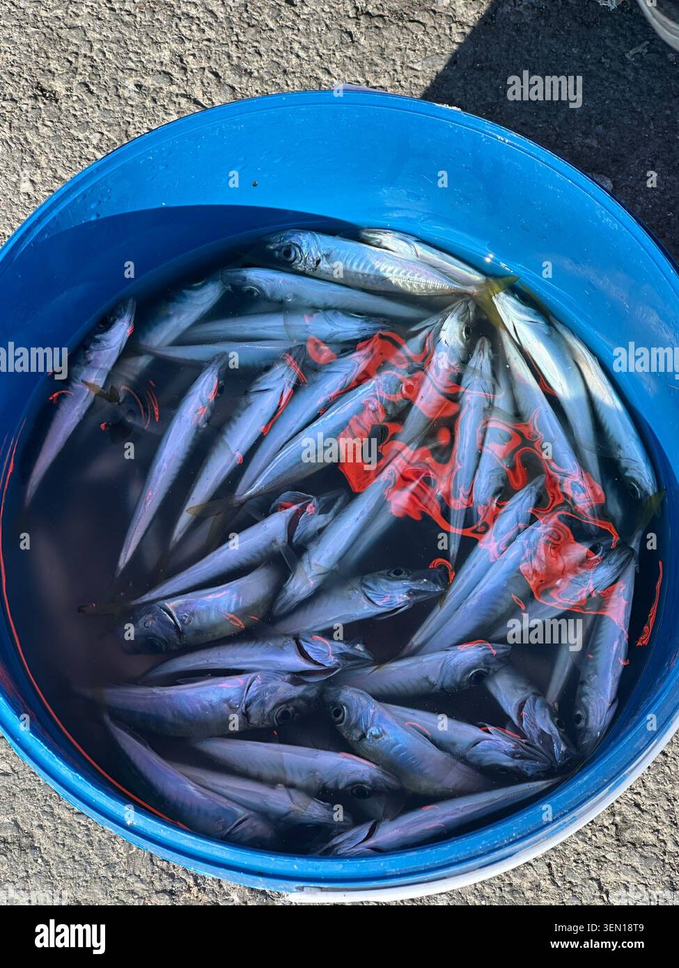 Frische Fische drängen sich in einem blauen Eimer, ihre silbernen Skalen fangen Licht wie ein Marktstillleben am Wasser. - Smartphone-aufgenommenes Stockfoto