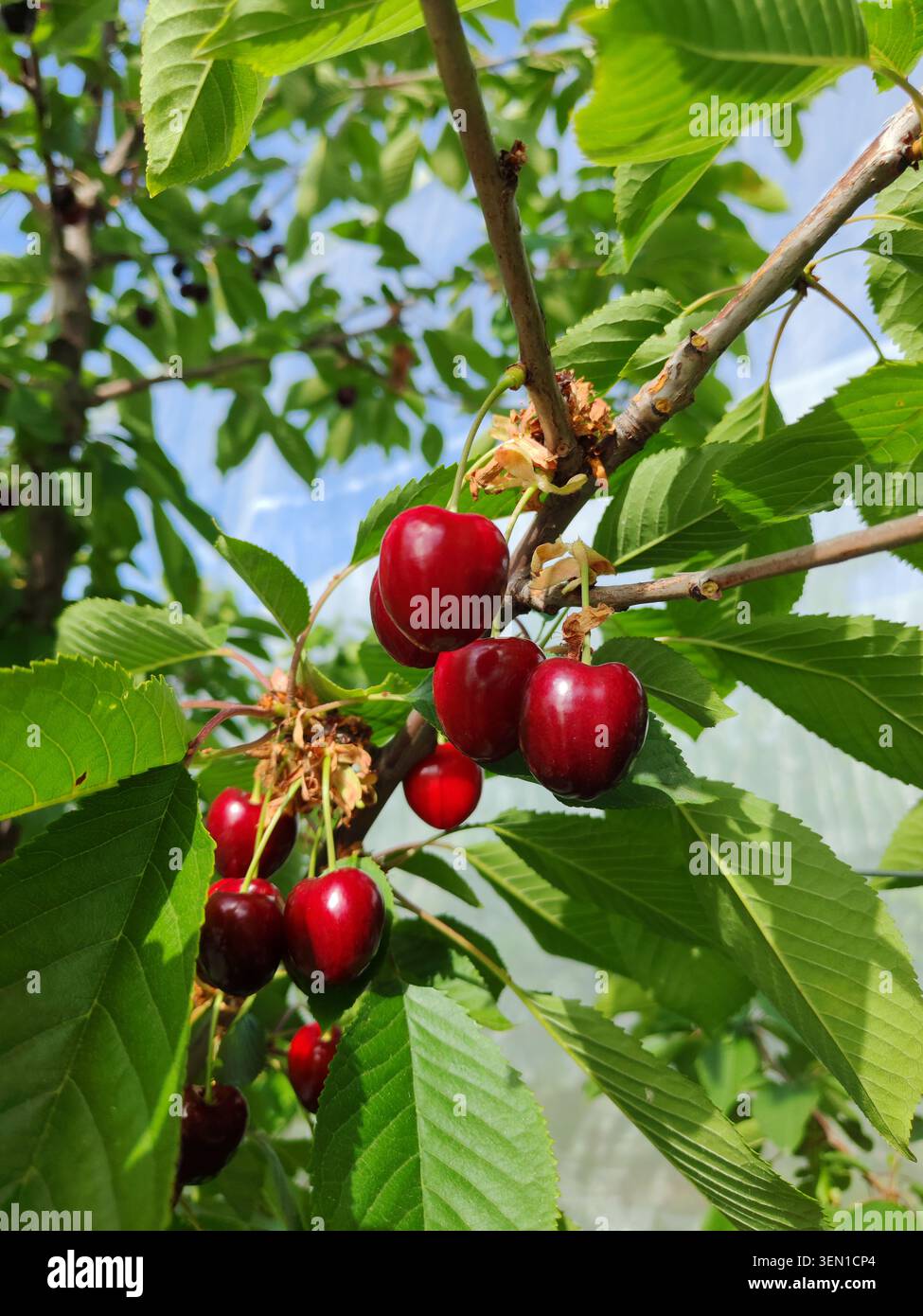 Reife rote süße Kirschen von französischen Bauernhöfen, gesunde vitaminale saisonale Früchte zum Kochen, frische Marktprodukte reich an Nährstoffen Stockfoto