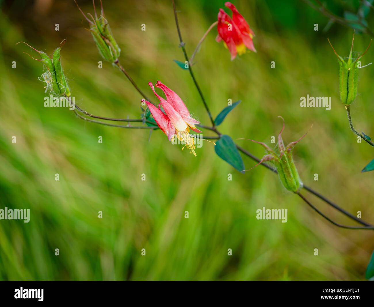 Makrofotografie einer blühenden wildroten columbine aquilegia canadensis Blume auf einem schlanken Stamm mit grünen Samenkapseln und verschwommenem Grashintergrund Stockfoto
