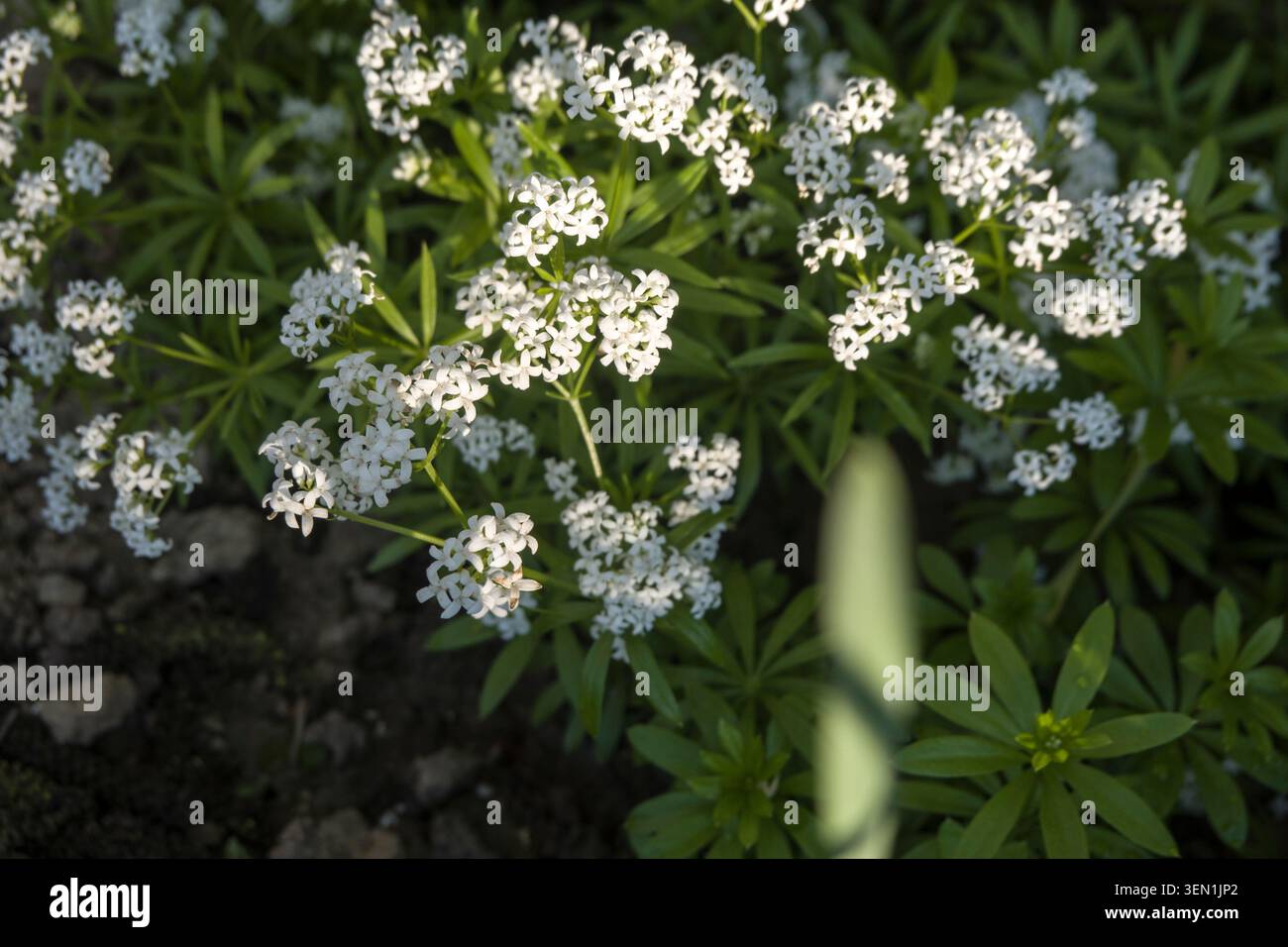 Waldmeister (Galium Odoratum) Stockfoto