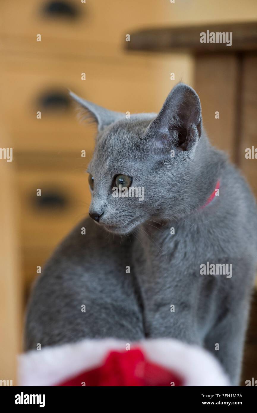 Russisches blaues Kätzchen mit Weihnachtsdekoration Stockfoto