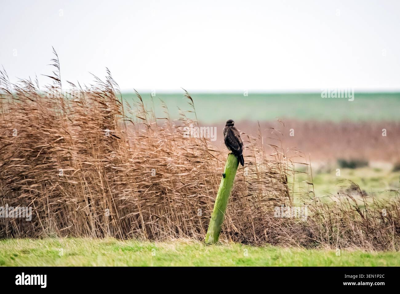Bussard am Zaunpfosten Stockfoto
