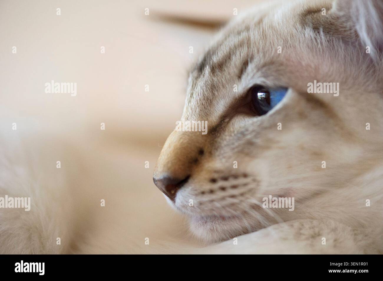 Profil einer balinesischen Katze Stockfoto