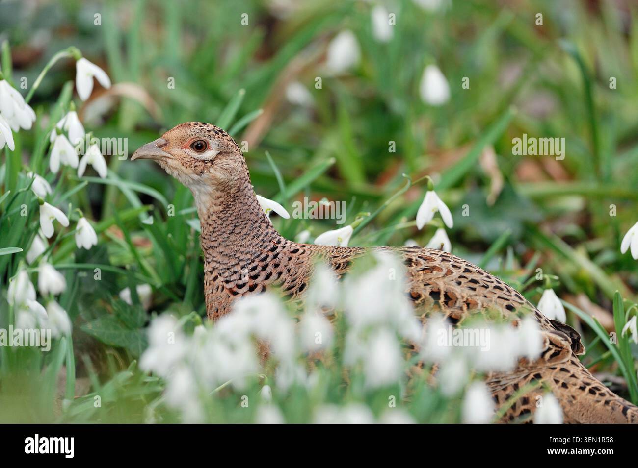 Fasan (Phasianus colchicus) Weibchen / Hühnervogel auf Waldboden in inmitten von Schneeglöckchen, Berwickshire, Schottland, März Stockfoto