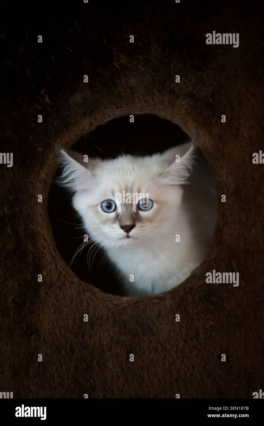 Neva Masquerade Kitten schaut aus ihrer Kratzpfahlhöhle Stockfoto