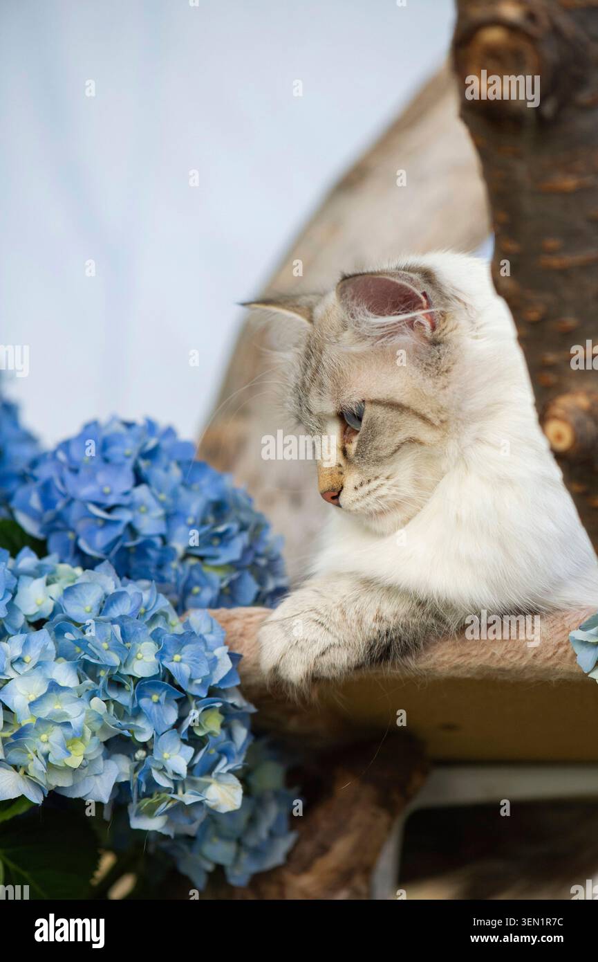 Neva Masquerade Katze auf ihrem Kratzbaum Stockfoto