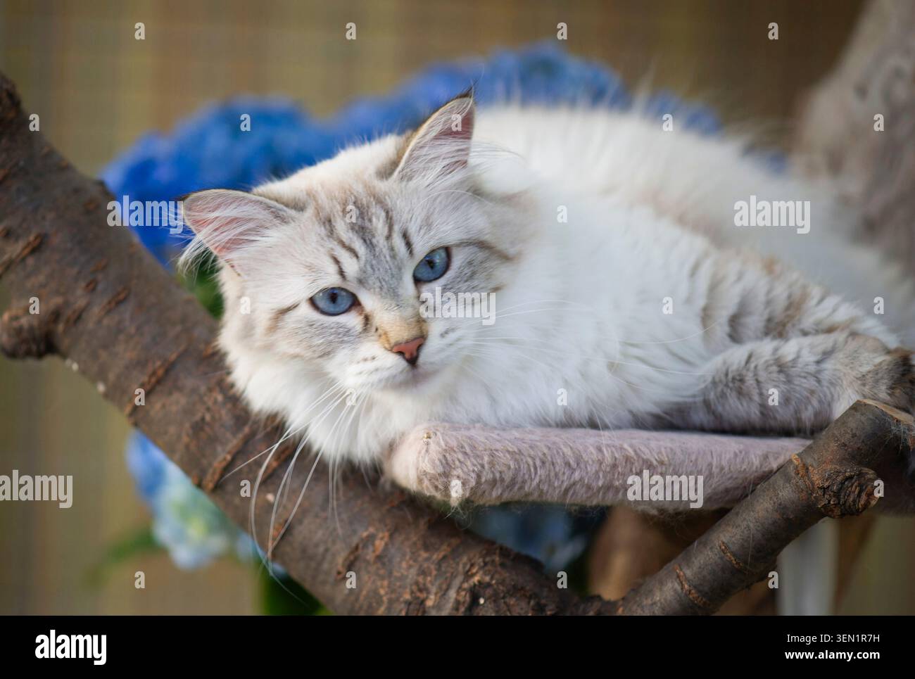Neva Masquerade Katze auf ihrem Kratzbaum Stockfoto