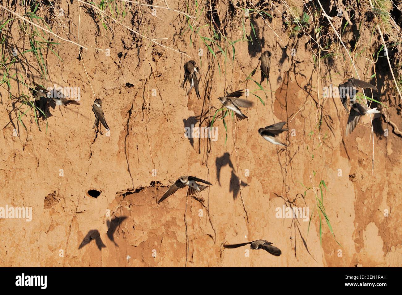 Sand Martin (Riparia riparia) Erwachsene, die exponierte Erdbank am Flussufer nach Nistplätzen suchen, River Whiteadder, Berwickshire, Schottland, Mai Stockfoto