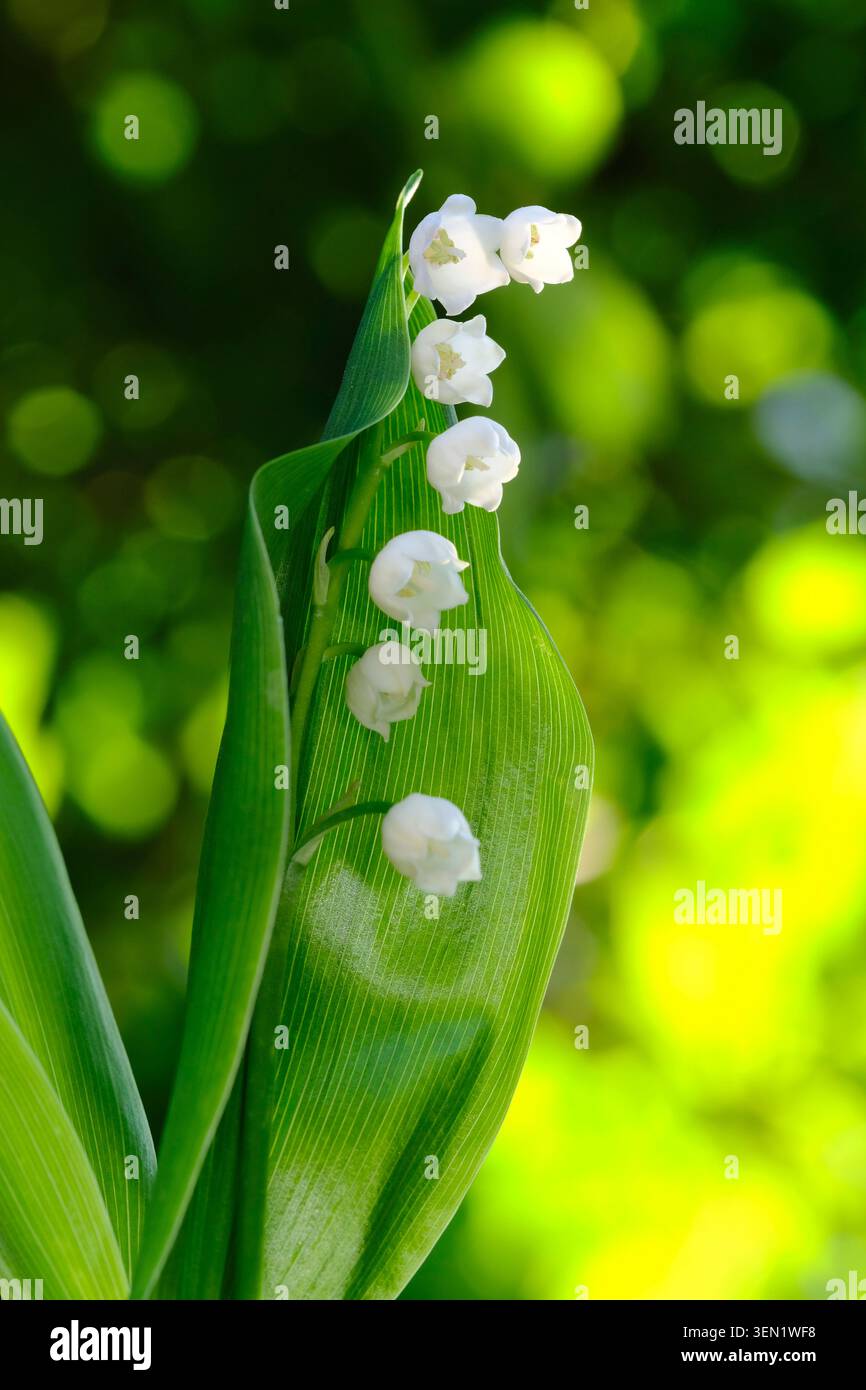 Europäische Maiglöckchen im Tal Convallaria majalis Stockfoto