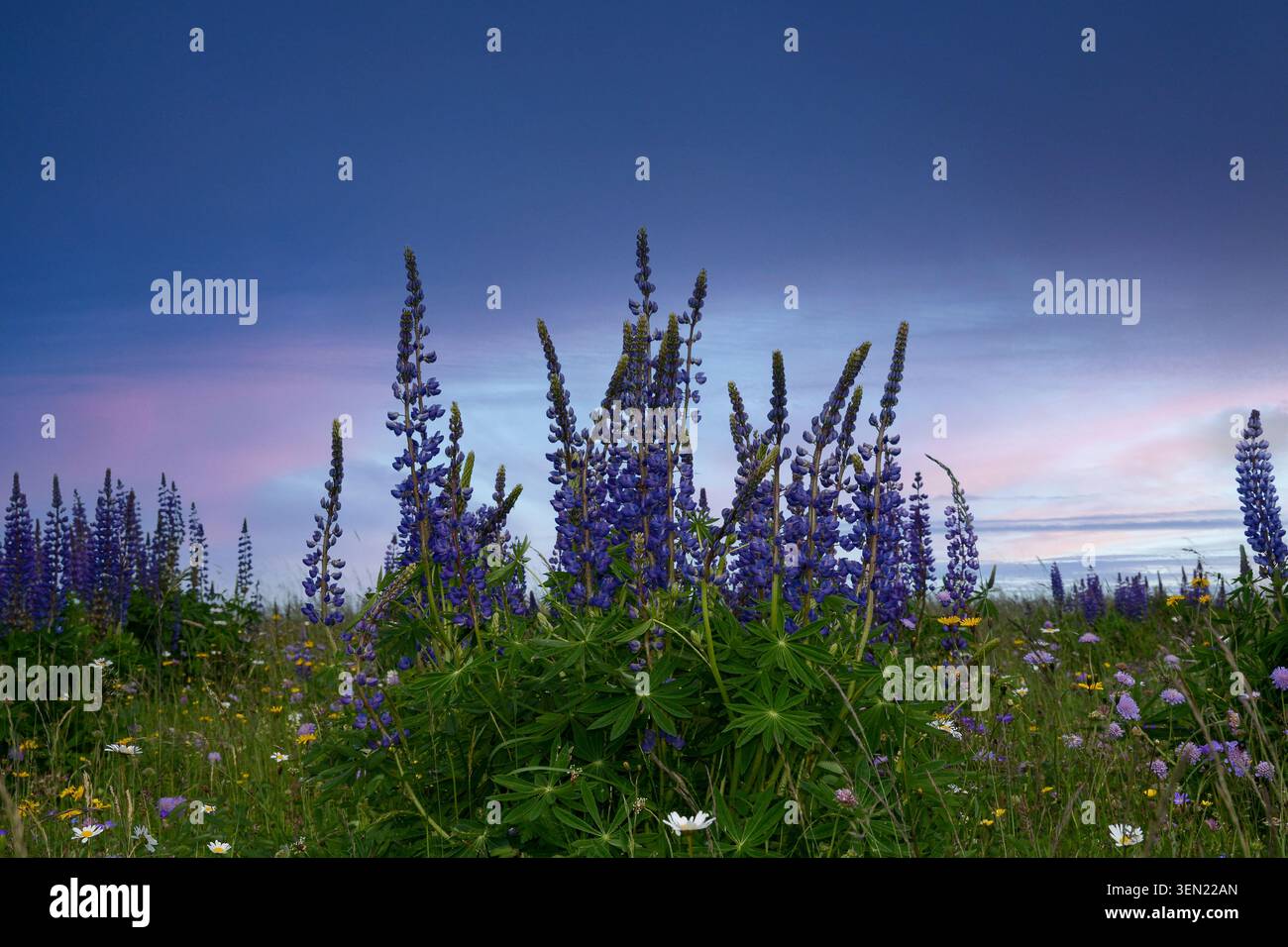 Violette Lupinen auf einer grünen Wiese mit blauem Himmel, im hohen Rhoen, Bayern, Deutschland Stockfoto
