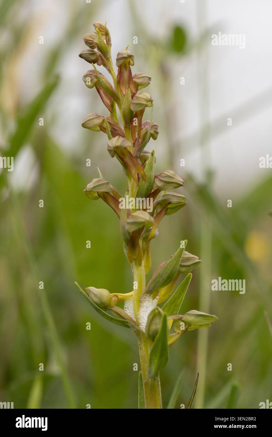 FroschOrchidee - Dactylorhiza viridis Stockfoto