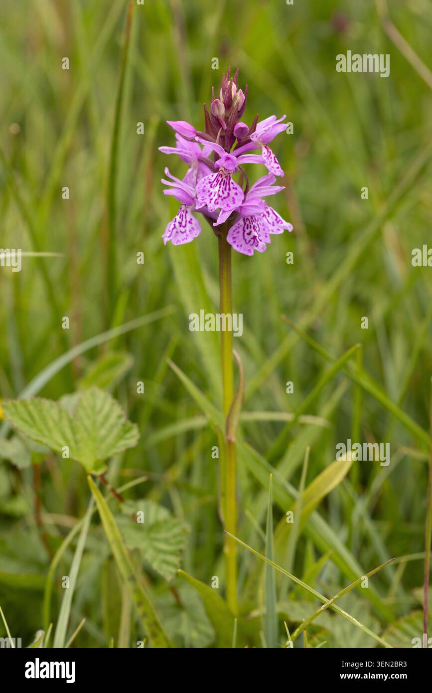 Heath Spotted Orchidee - Dactylorhiza maculata Stockfoto