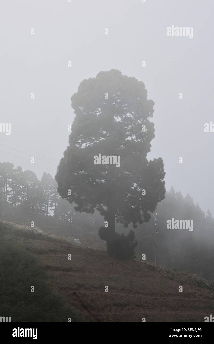 Stimmungsvolle Kiefernwaldstraße im Nebel schlängelt sie sich durch die Kiefernwälder der Kanarischen Inseln bei Nebel, vorbei an vulkanischen Berghängen, stimmungsvolle natürliche Landschaft. La Palma, Spanien Stockfoto
