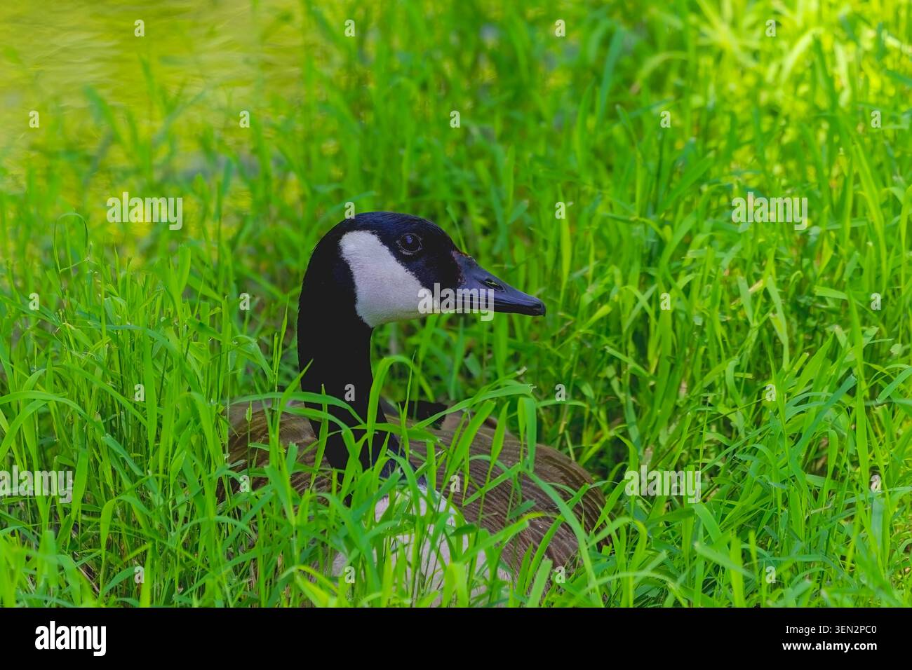 Kanadagans (Branta canadensis) teilweise in hoher Grasvegetation versteckt, die sich in eine natürliche Feuchtgebietsumgebung einfügt. Stockfoto