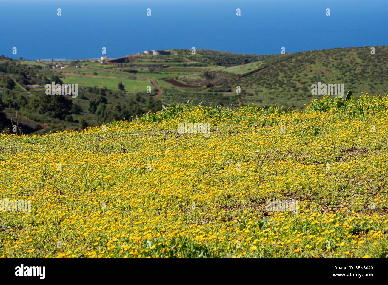 La Palma, Garafia, Molino de Las Tricias, Wiese Stockfoto