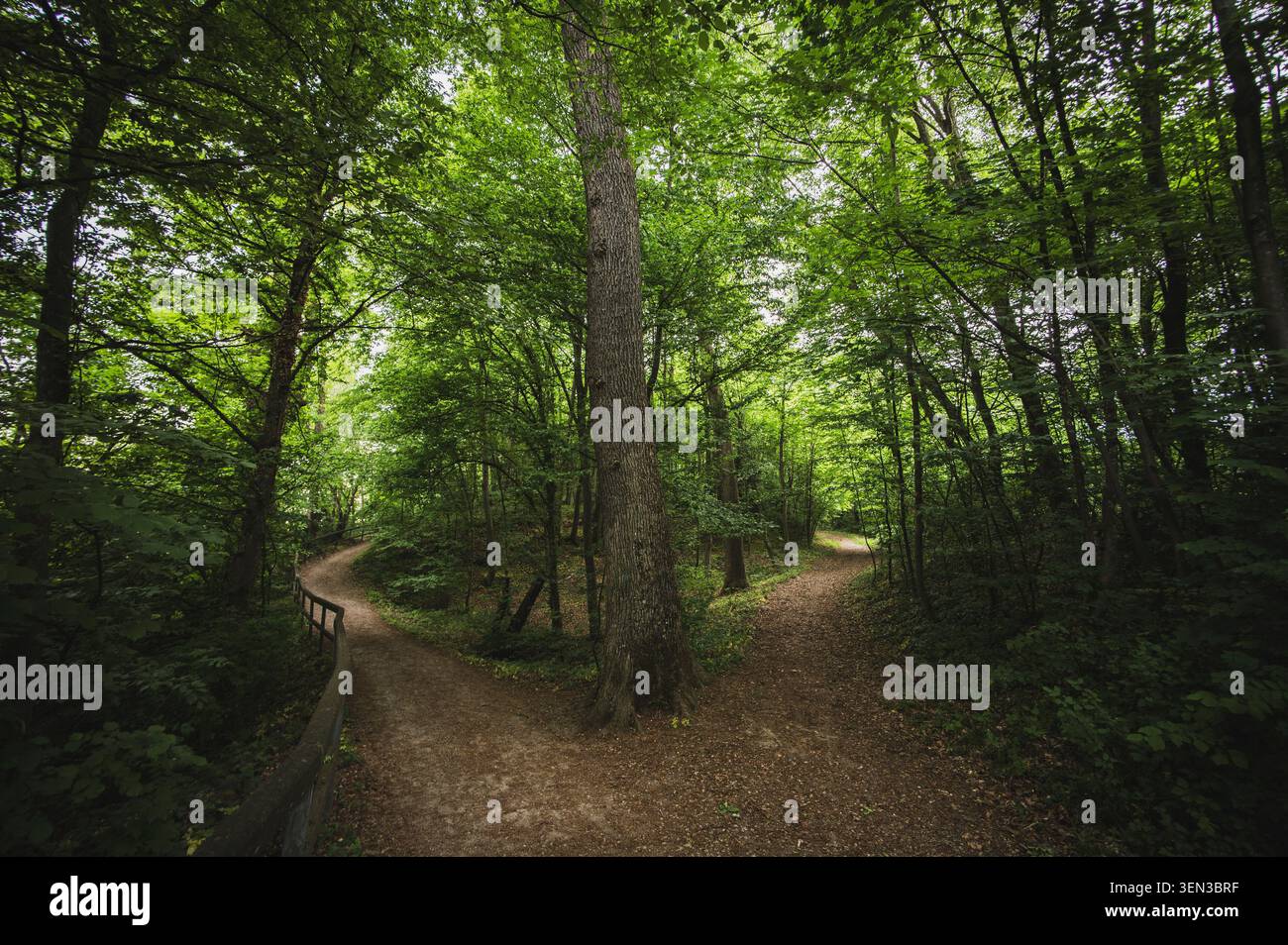 Die Wege und Ausblicke auf den Mönchsberg in der Mozartstadt Salzburg führen im Frühjahr durch dichte und üppig grüne Wälder. Stockfoto