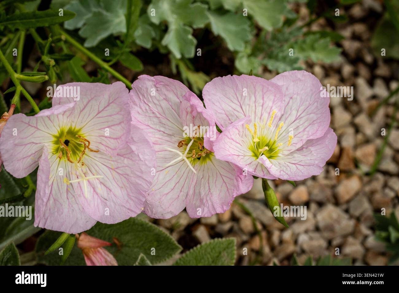 Natürliches Nahaufnahme blühendes Pflanzenporträt der zart entzückenden Oenothera Speciosa „Siskiyou“, Blumen. Seelenvoll, faszinierend, absorbierend, abstrakt Stockfoto