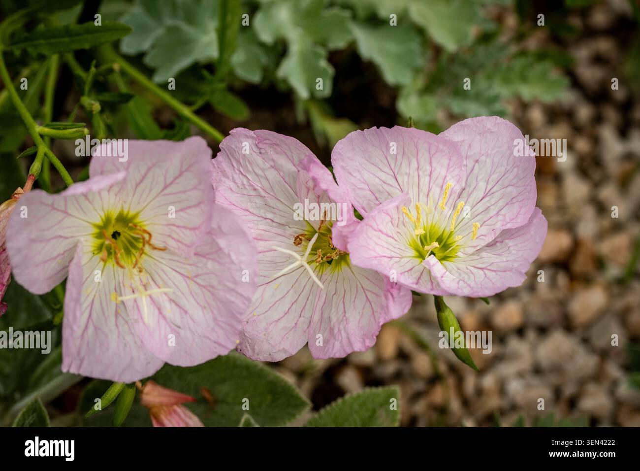 Natürliches Nahaufnahme blühendes Pflanzenporträt der zart entzückenden Oenothera Speciosa „Siskiyou“, Blumen. Seelenvoll, faszinierend, absorbierend, abstrakt Stockfoto