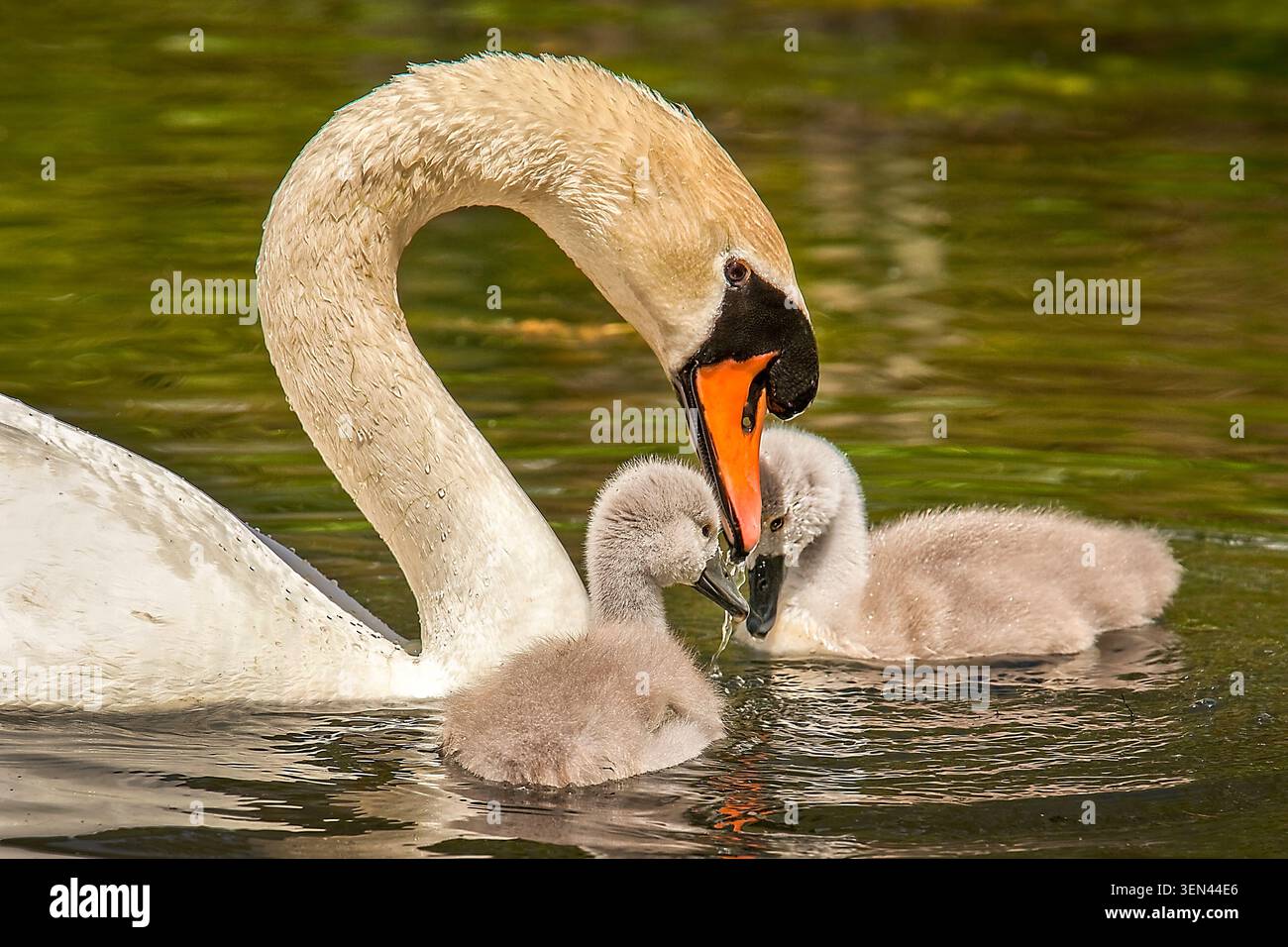 Mutter Schwan führt ihre beiden Zygneten in der Nähe und lehrt Sicherheit und Zweisamkeit, während sie die Wunder ihrer ersten Abenteuer genießen. Stockfoto