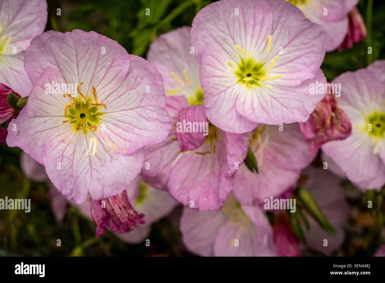 Natürliches Nahaufnahme blühendes Pflanzenporträt der zart entzückenden Oenothera Speciosa „Siskiyou“, Blumen. Seelenvoll, faszinierend, absorbierend, abstrakt Stockfoto