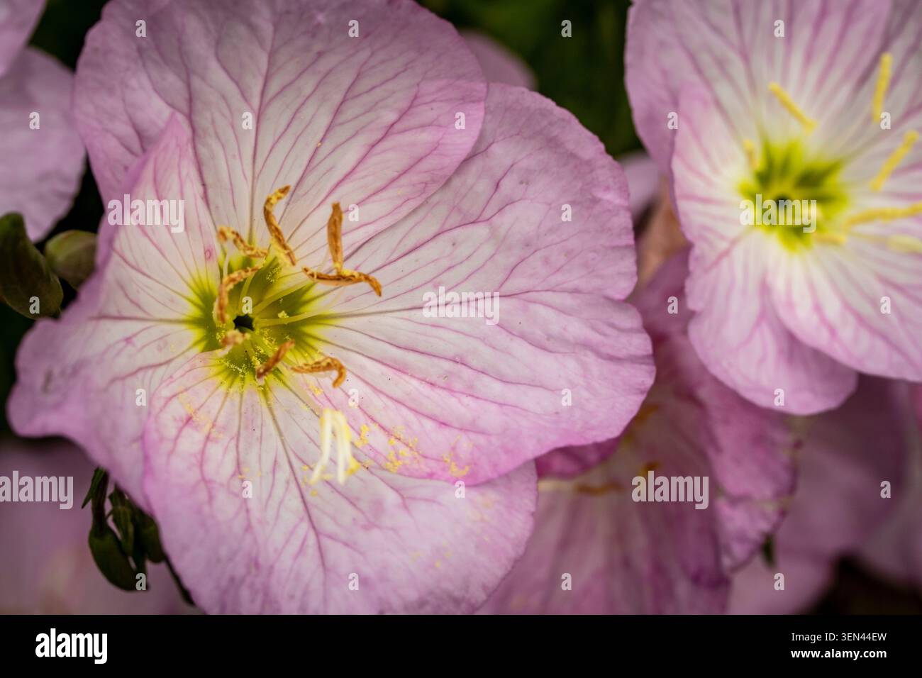 Natürliches Nahaufnahme blühendes Pflanzenporträt der zart entzückenden Oenothera Speciosa „Siskiyou“, Blumen. Seelenvoll, faszinierend, absorbierend, abstrakt Stockfoto