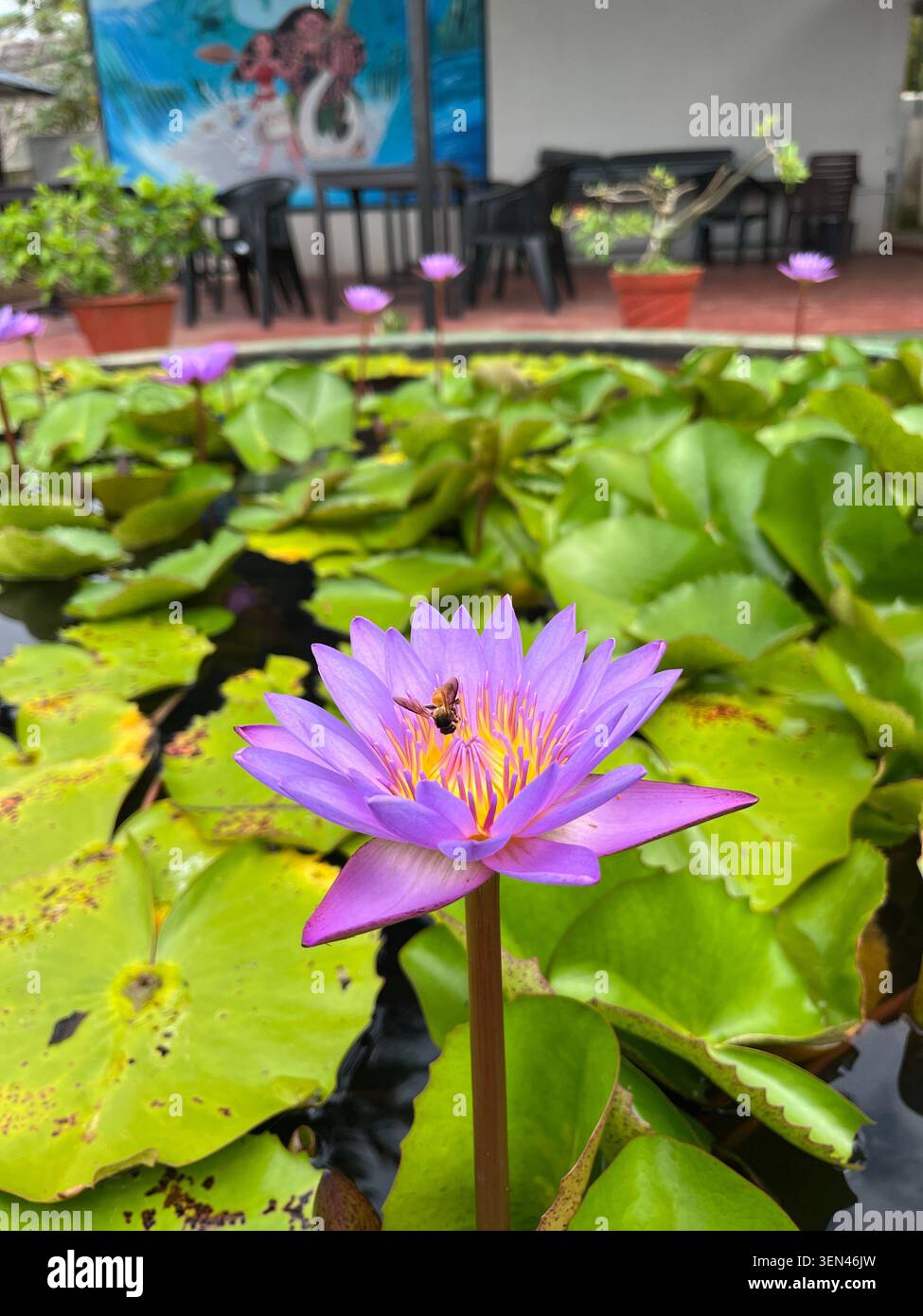 Honigbiene sammelt Nektar von einer violetten Blume im Garten. Detaillierte Makroansicht der Bestäubung und der natürlichen Tierwelt. - Smartphone-aufgenommenes Stockfoto