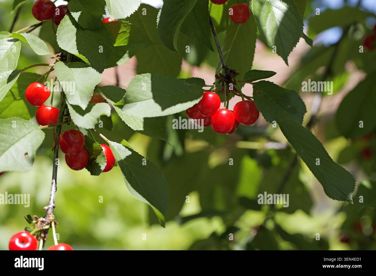 Frische, reife rote Kirschen, die im Sommer auf einem grünen Obstbaumzweig angesammelt sind, lebendig und saftig, symbolisiert natürliche Süße, gesundes Snack und reichlich vorhanden Stockfoto
