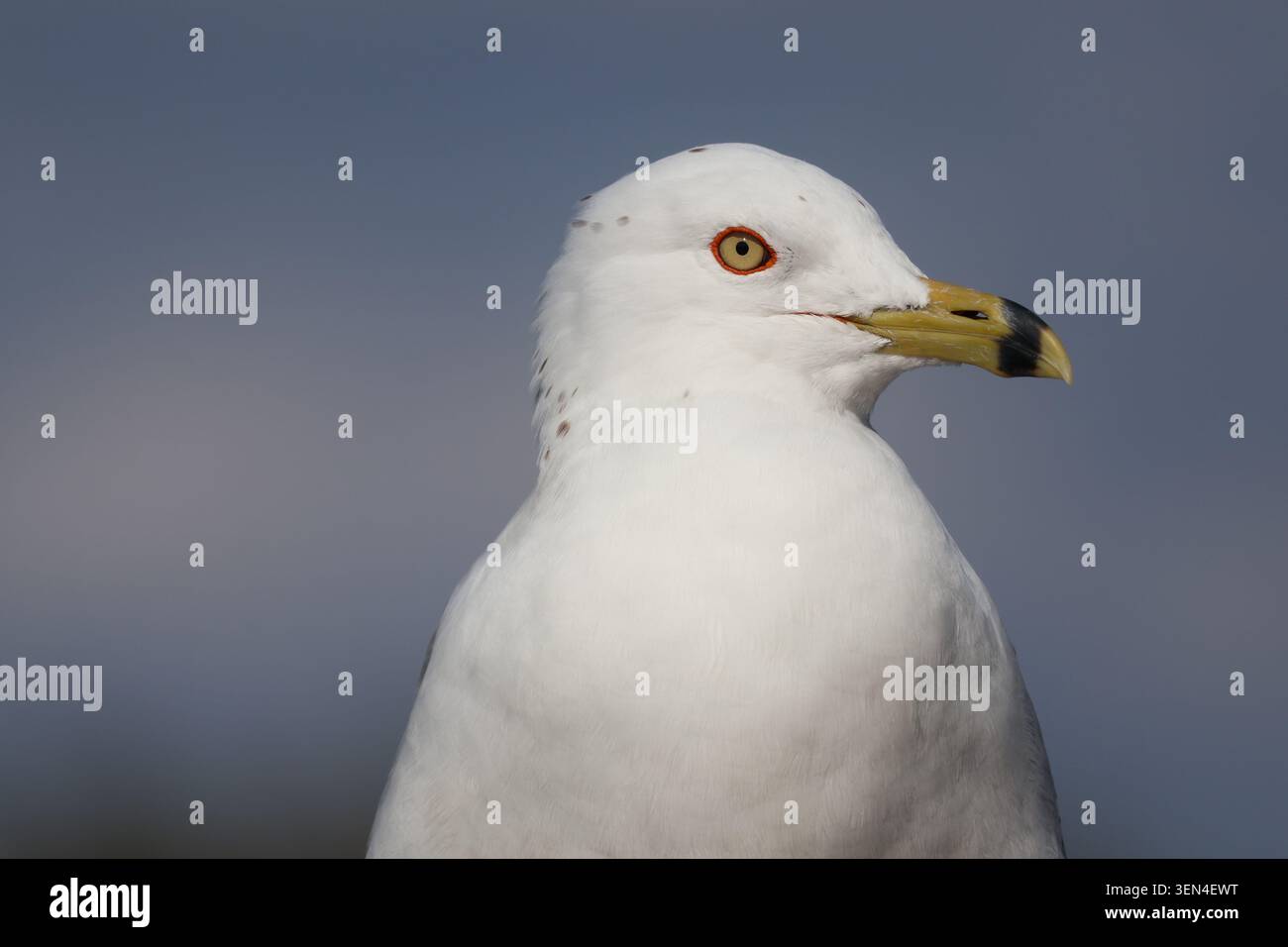 Ringschnabelmöwe (Larus delawarensis) im Zuchtgefieder, Erwachsenenporträt mit markantem schwarzem Gelbschnabel und lebendigem rotem Orbitalring. Stockfoto