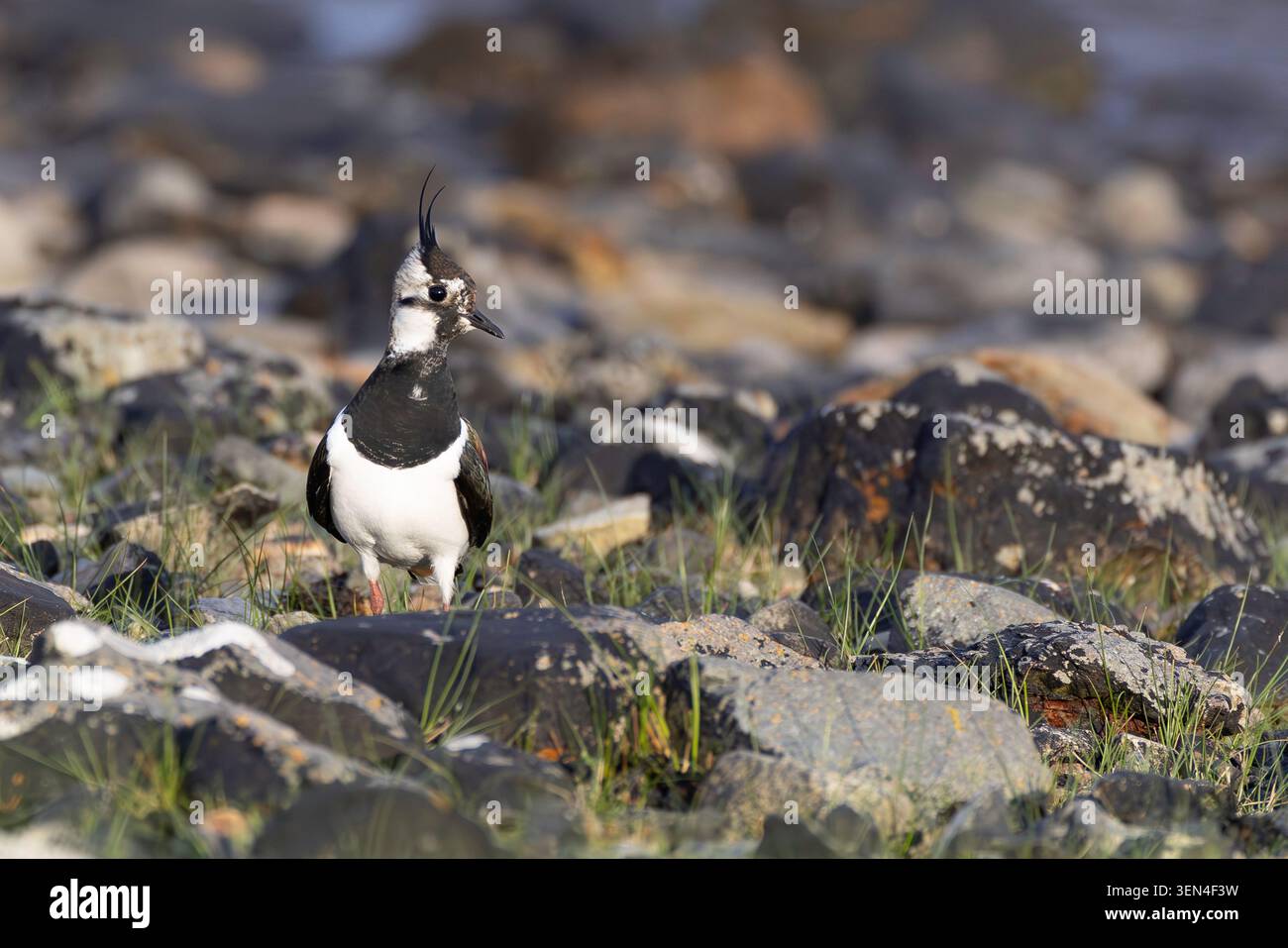 Sturz an der Küste (Vanellus vanellus) Stockfoto