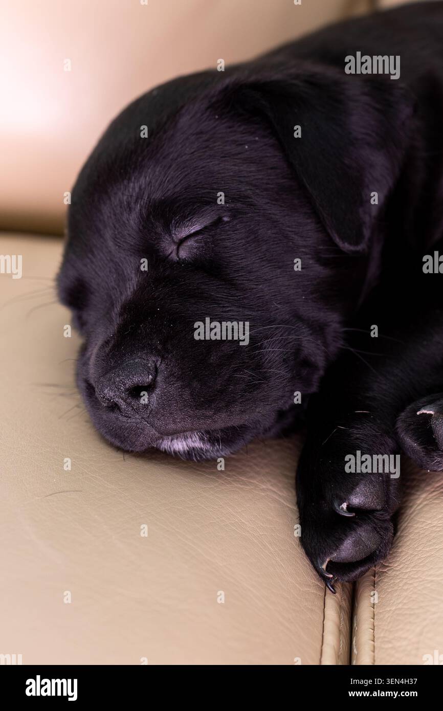 Ein kleiner schwarzer Welpe schläft auf einer Ledercouch. Er ist eingerollt mit geschlossenen Augen und Pfoten unter seinem Körper. Die Umgebung ist gemütlich Stockfoto