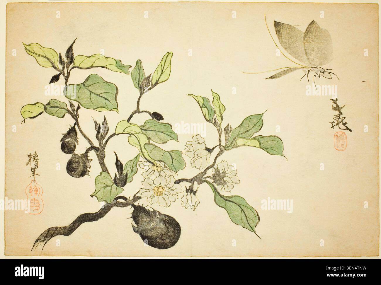 Aubergine mit Früchten und Blüten von Ônishi Chinnen, 1829, die einen blühenden Auberginen-Zweig mit reifenden Früchten und zarten Blüten in botanischen Details darstellt Stockfoto