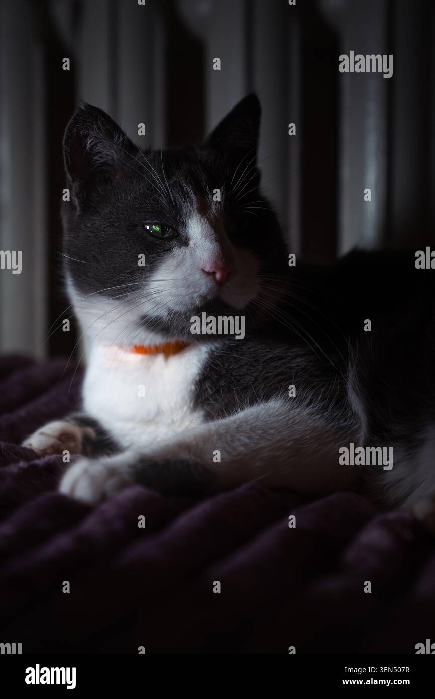 Graue und weiße Hauskatze mit orangefarbenem Kragen, die auf einer Decke in einem dunklen Zimmer liegt Stockfoto