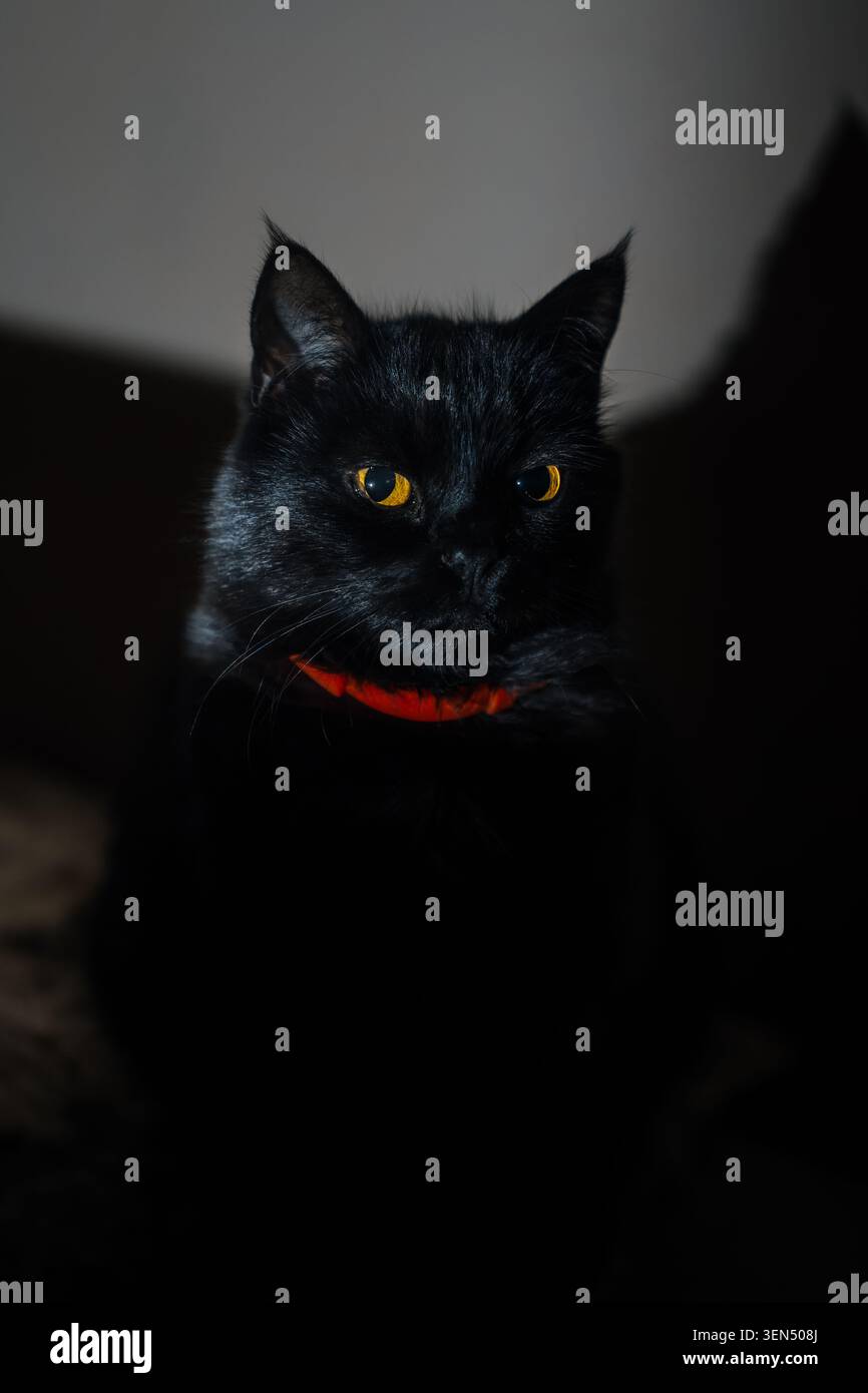Schwarze Katze mit orangefarbenem Kragen und gelben Augen, die in einem dunklen Zimmer zur Seite schauen Stockfoto