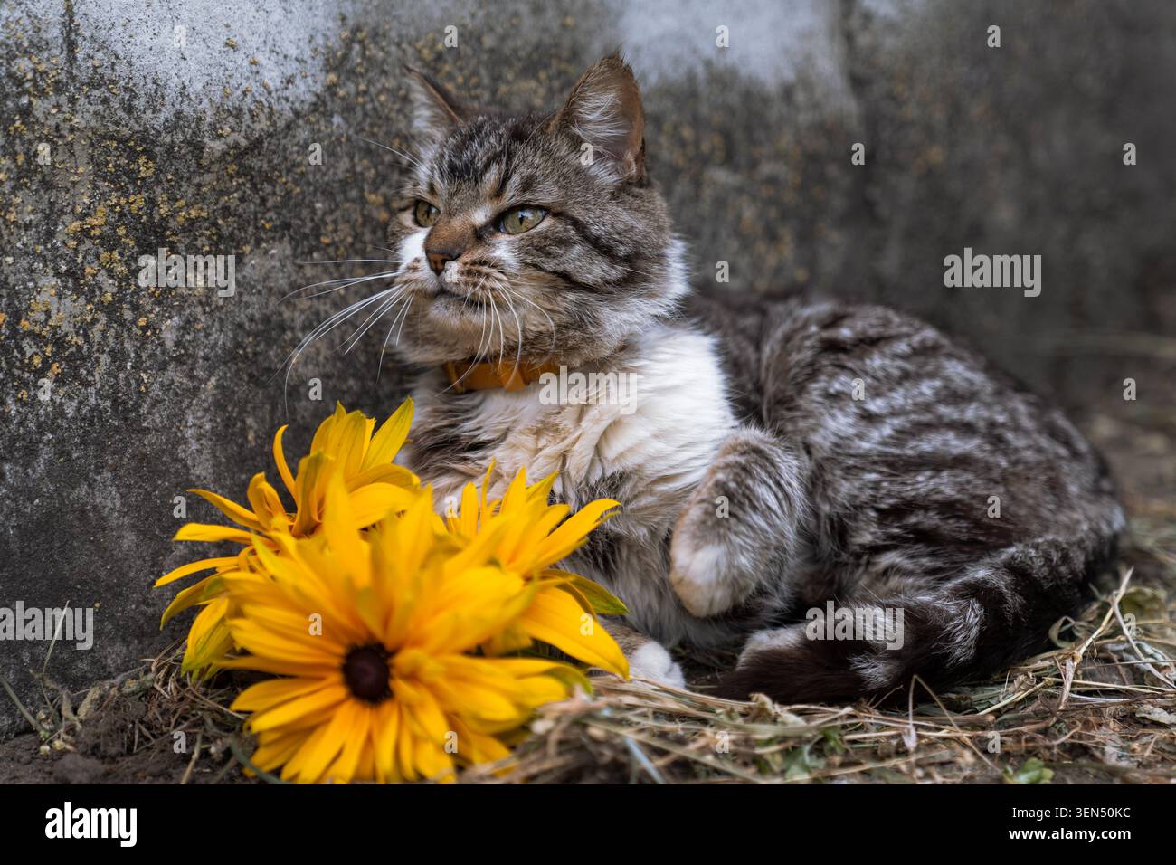 Flauschige Tabbykatze mit orangefarbenem Kragen, die neben gelben Blumen an einer strukturierten Betonwand liegt Stockfoto
