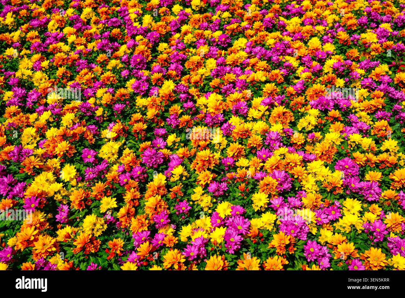 Bunte Blumen Chrysanthemen füllen den Garten und schaffen einen wunderschönen Wandteppich aus Gelb, Rosa und Lila. Die Blüten gedeihen unter der Wärme Stockfoto