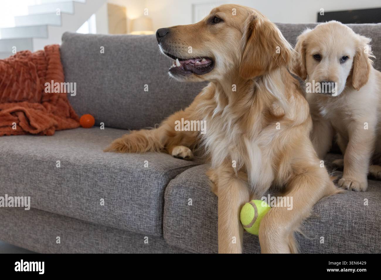Zwei goldene Retriever liegen auf dem grauen Sofa im Wohnzimmer, mit Tennisball unter der Pfote Stockfoto