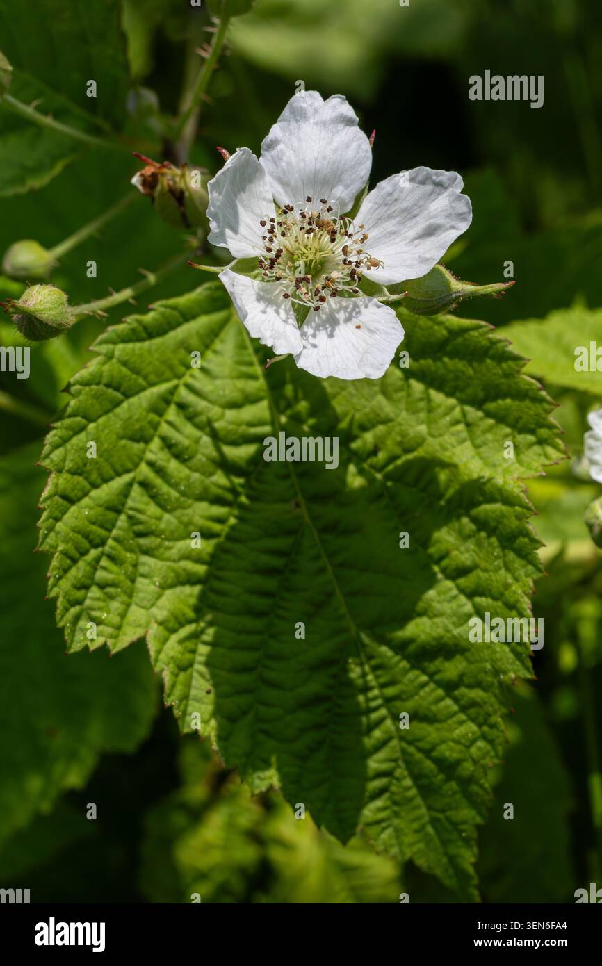 Eine brombeerpflanze zeigt eine zarte weiße Blume umgeben von üppig grünen Blättern unter hellem Sonnenlicht in einem Garten. Die Natur blüht mit diesem Sp Stockfoto