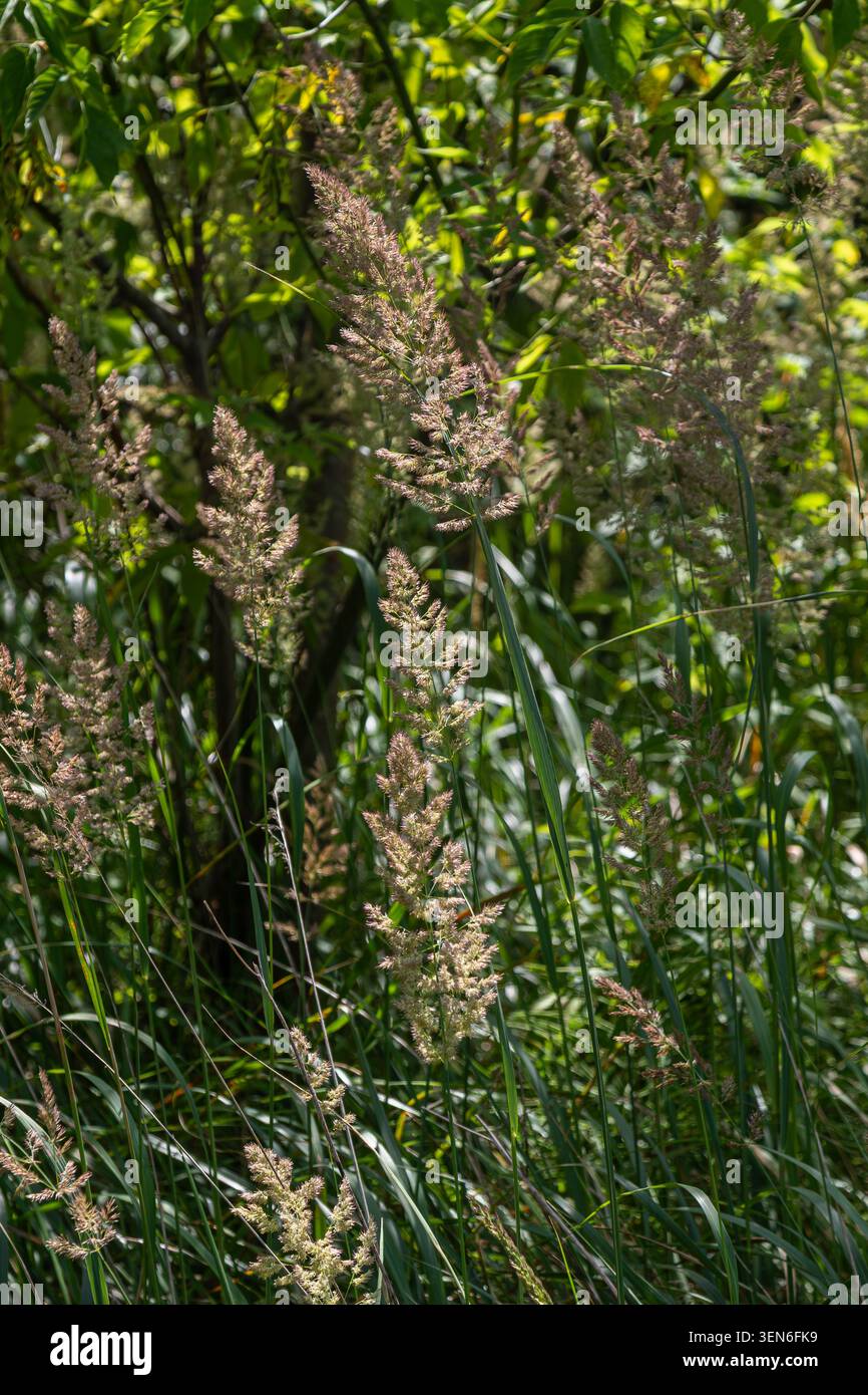 Im späten Frühjahr blühen kleine Schilfpflanzen mit leuchtenden, federnden Blütenspitzen, umgeben von sattem Grün am Waldrand. Stockfoto