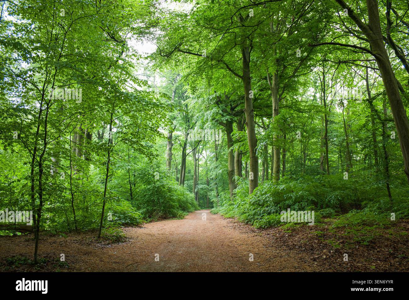 Grüne Waldstraße mit Bäumen, unbefestigter Pfad in üppigen Sommerwäldern, malerischer Fußweg unter dichten Baumkronen, Naturlehrpfad im Hintergrund Stockfoto