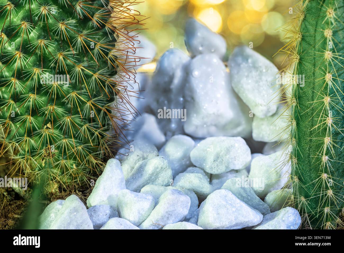 Konzeptionelles Makrofoto von Kakteen und Steinen, das persönliche Grenzen, Widerstandsfähigkeit, Selbstschutz und Stärke in anspruchsvollen Umgebungen symbolisiert. Stockfoto