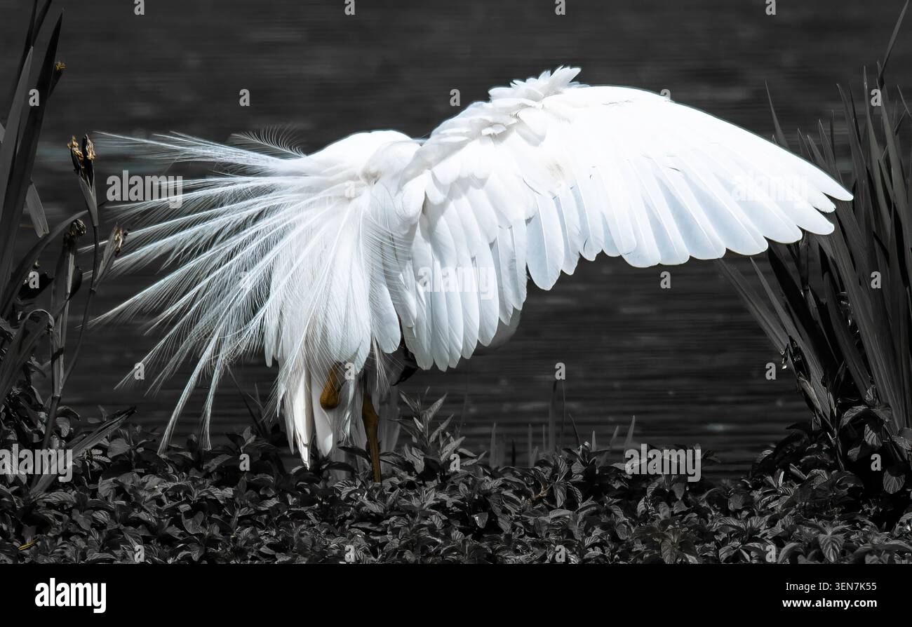 Großer Egret (Ardea alba), der seinen Flügel ausdehnt Stockfoto