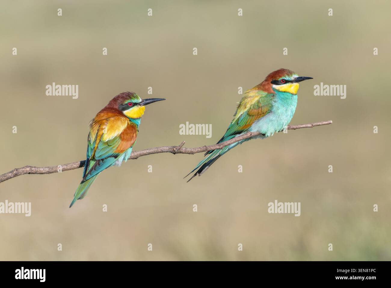 Europäischer Bienenfresser (Merops apiaster), Paar, mit dem Männchen links Stockfoto