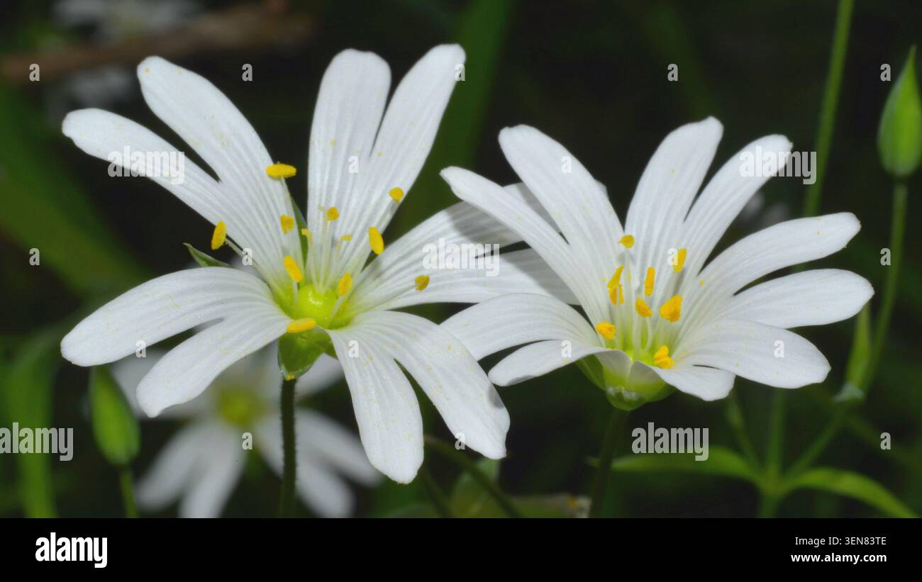 Die markanten gelben Antheren inmitten der weißen Blütenblätter der Blüten von Stellaria Holostea. Stockfoto