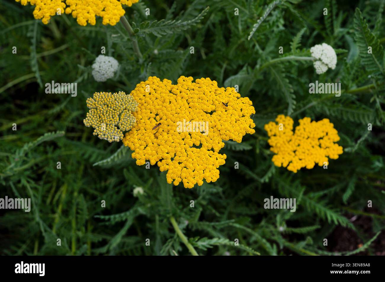 Asteraceae, Achillea filipendulina Coronation Gold, Achillea Coronaton Gold, Yarrow Coronation Gold. Flache hellgelbe Köpfe mit gelben Blüten. Stockfoto