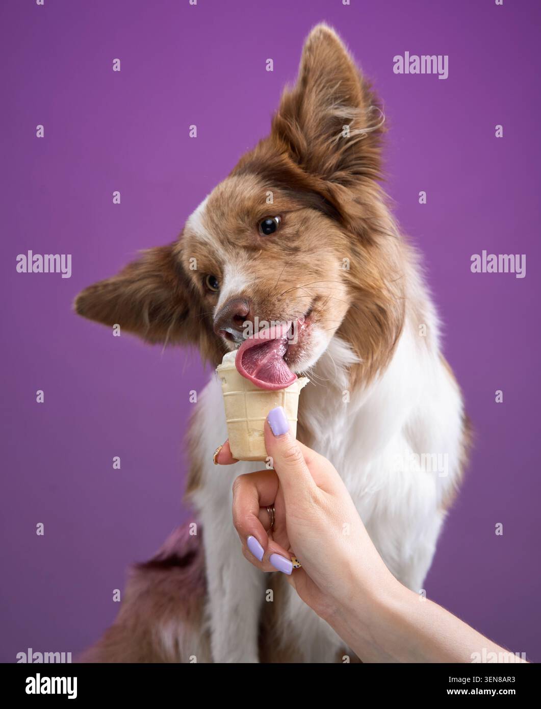 Border Collie leckt sanft Eis aus dem von Hand gehaltenen Kegel. Der violette Hintergrund sorgt für einen Kontrast zu der süßen, freundlichen Interaktion. Stockfoto