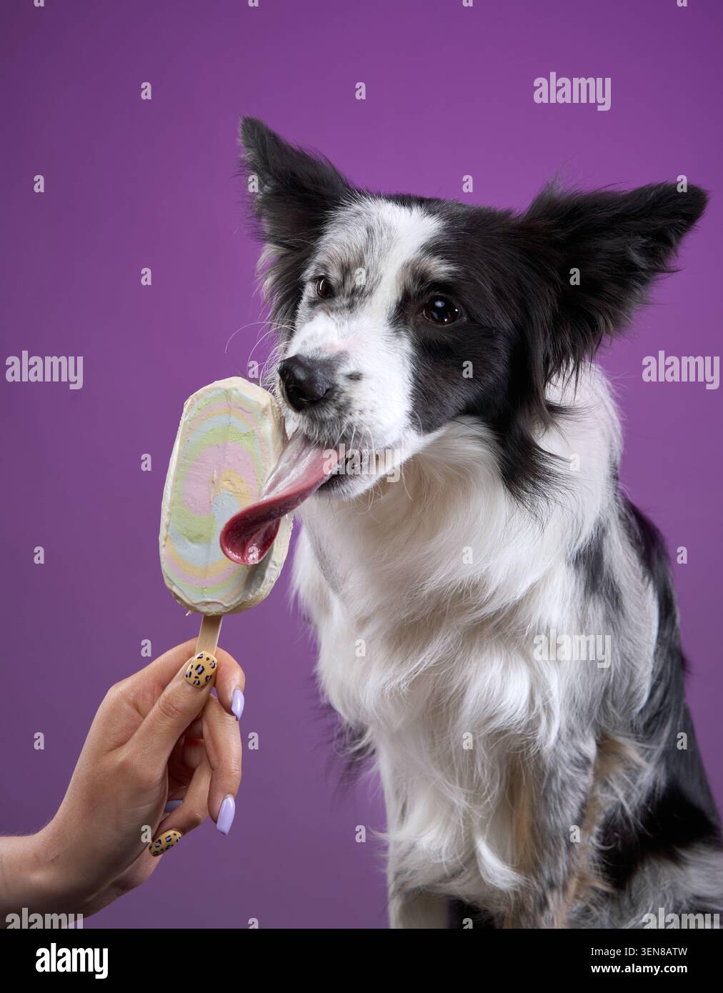 Ein Border Collie mag es, einen bunten Lutscher zu lecken, der von Hand unter lila Beleuchtung gehalten wird. Stockfoto