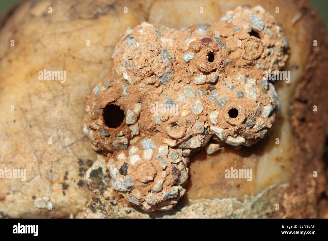 Nester von Töpferwespen auf dem Stein Stockfoto