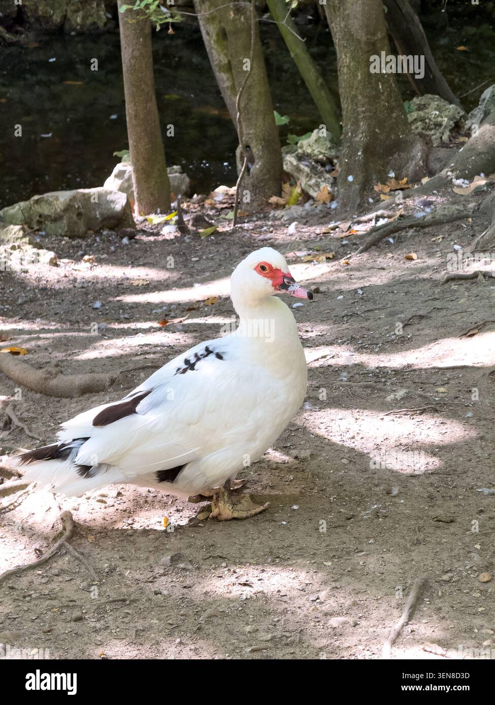 Weiße Moschusente mit markanten roten Gesichtskarunkeln und schwarzen Flügelmarkierungen, die auf einem unbefestigten Pfad in der Nähe eines Waldbaches stehen. Stockfoto