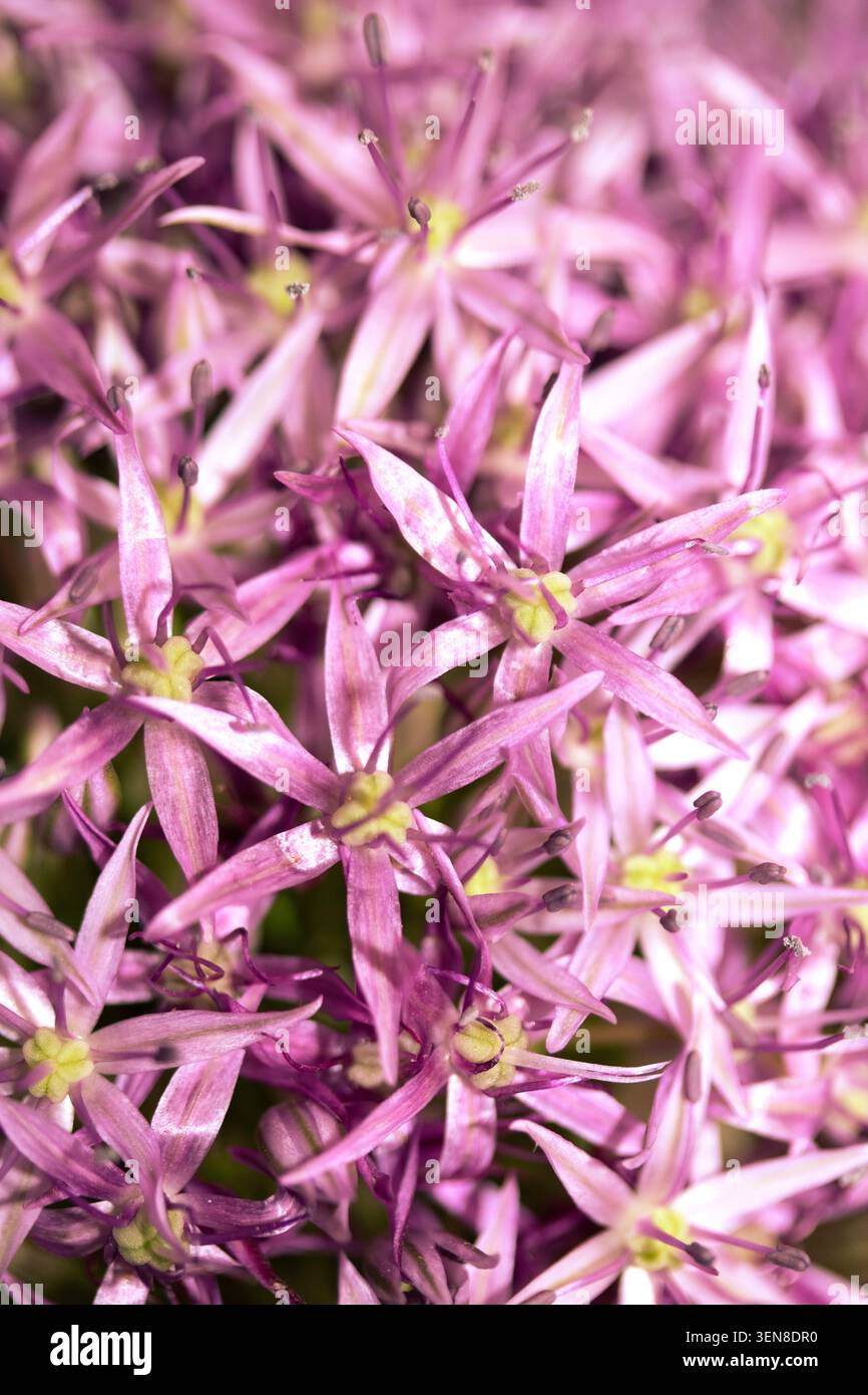 Atemberaubender lila Allium Globemaster Blumenkopf floraler Hintergrund Stockfoto