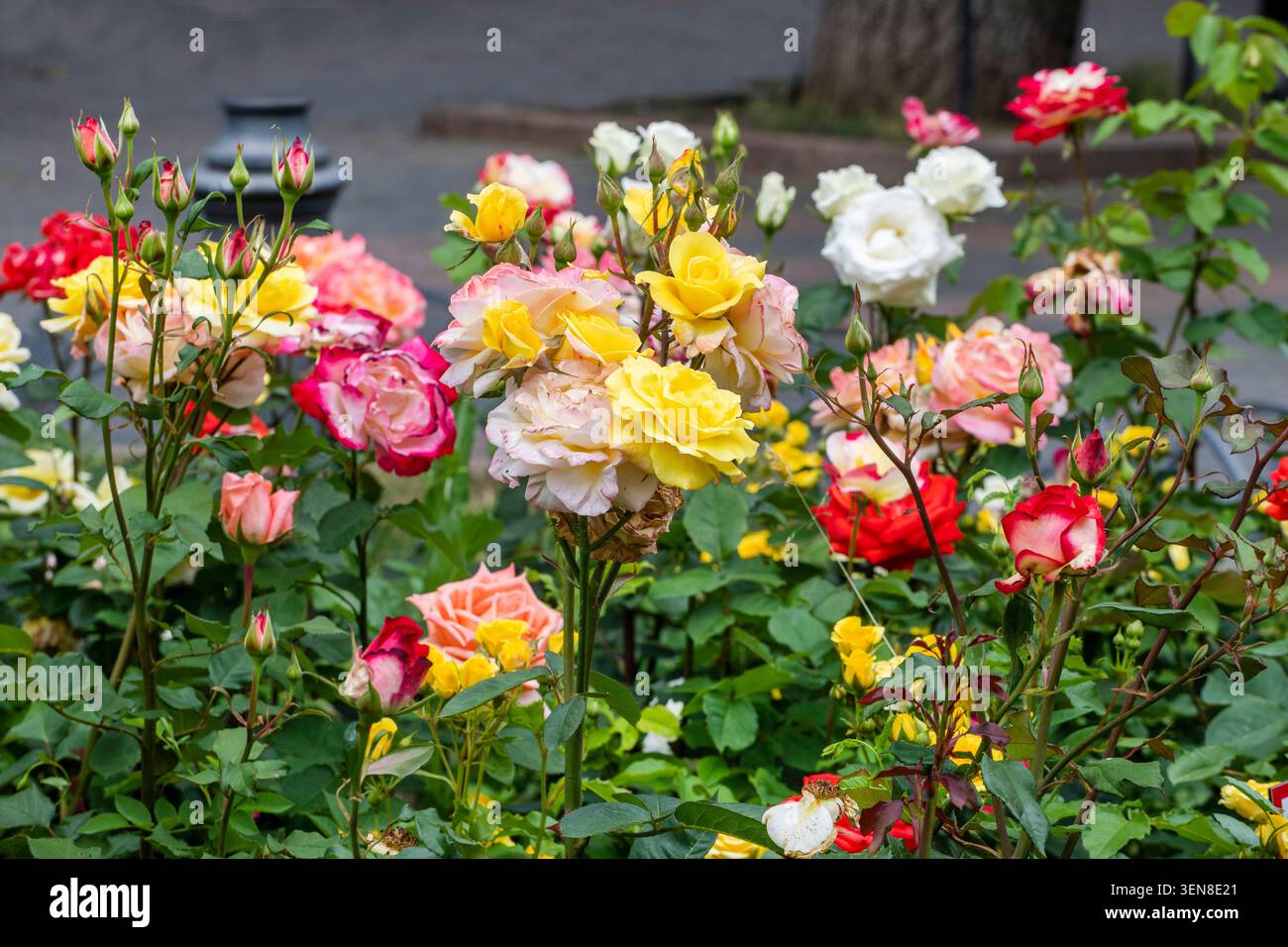 Rote, gelbe und weiße blühende Rosen in einem Blumenbeet. Blumenzucht Stockfoto